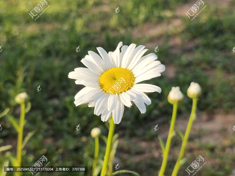 雏菊