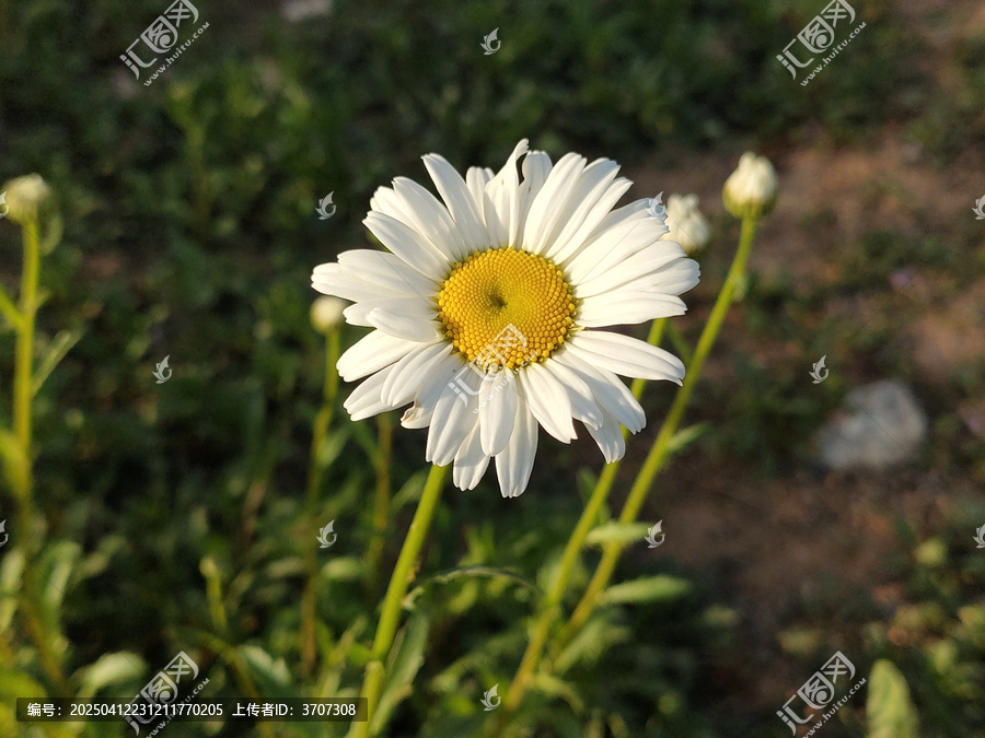 白晶菊