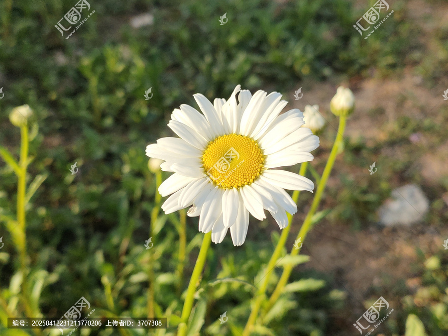 白晶菊