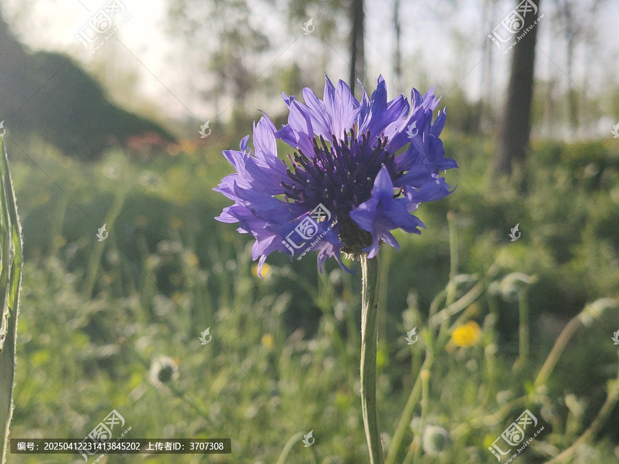 矢车菊