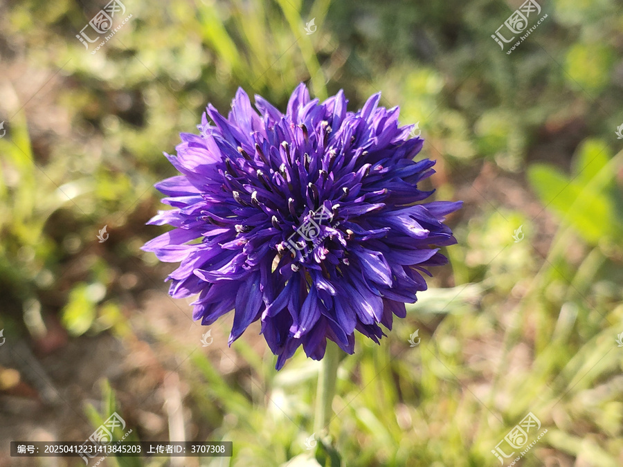 矢车菊