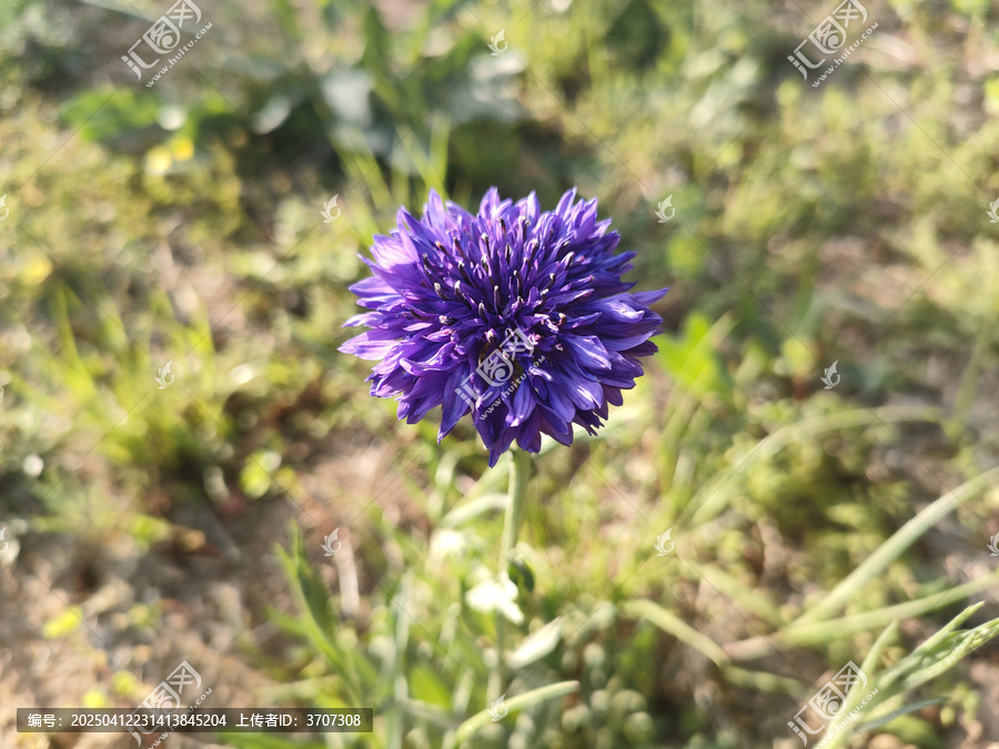 矢车菊