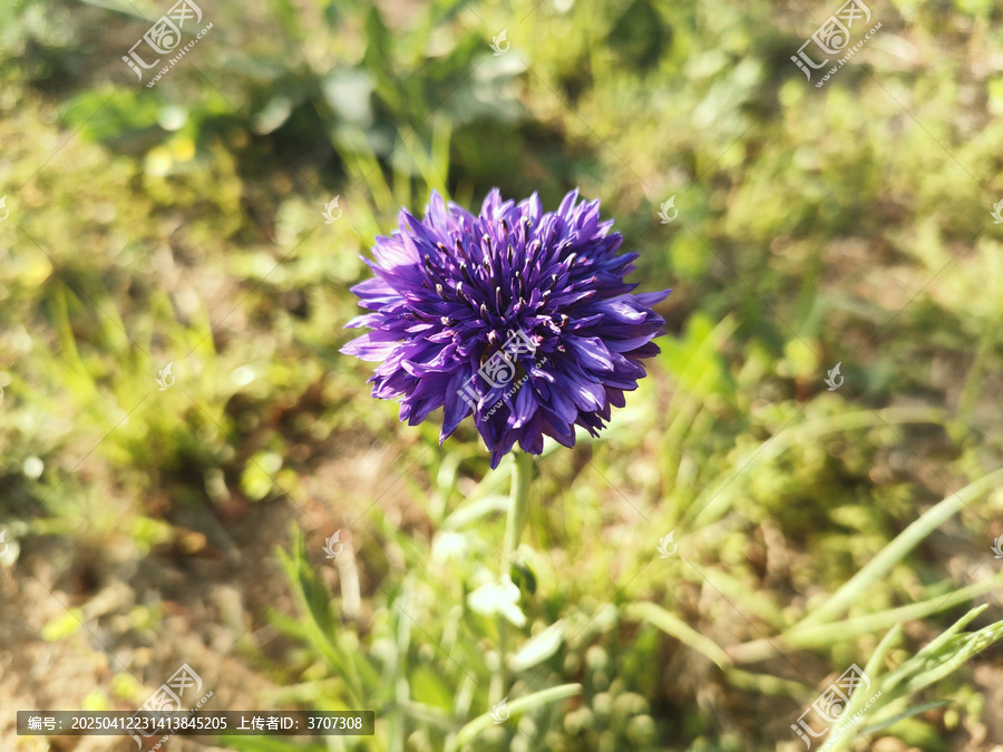 矢车菊