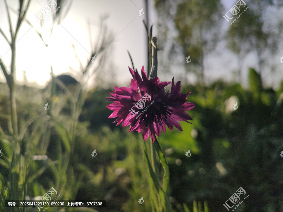 矢车菊