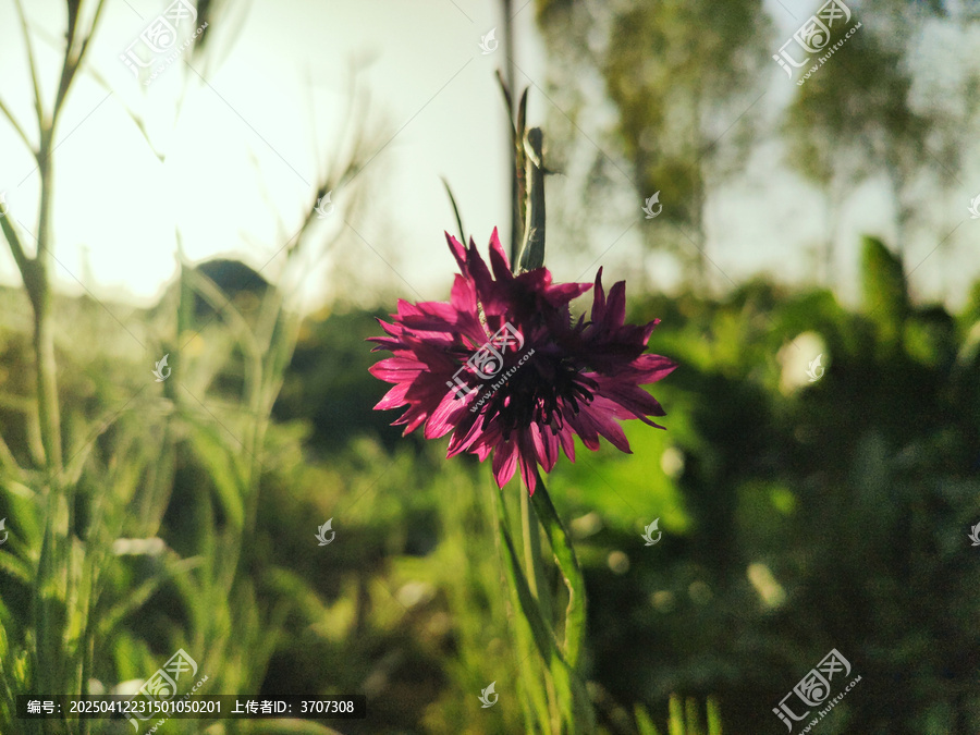 矢车菊