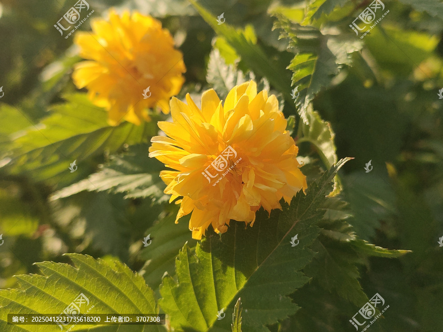 棣棠花
