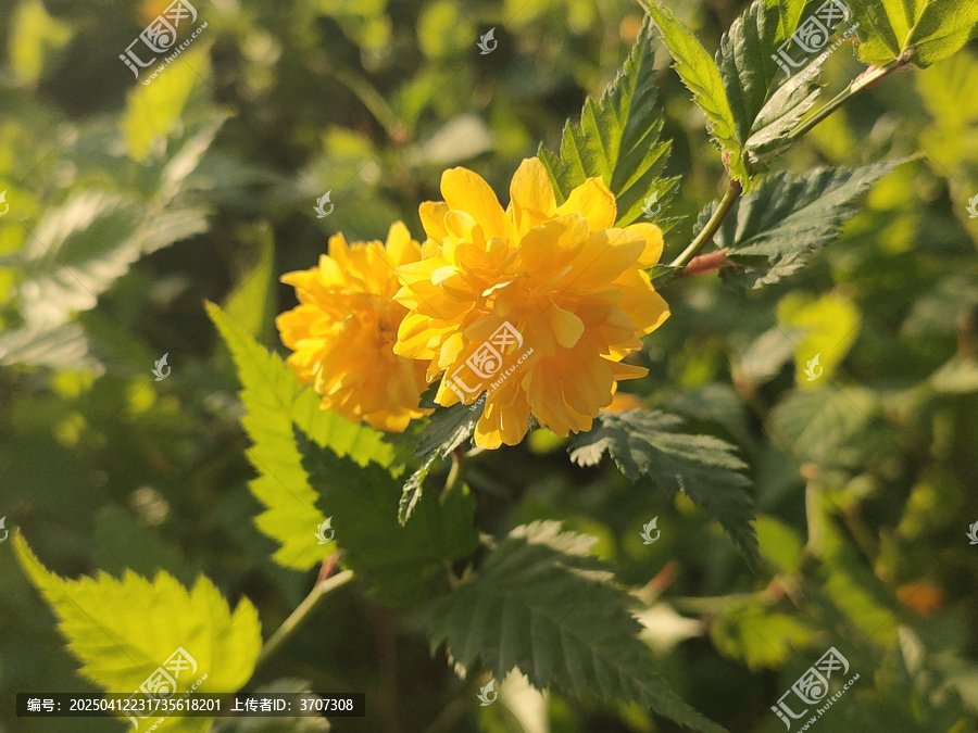 重瓣棣棠花