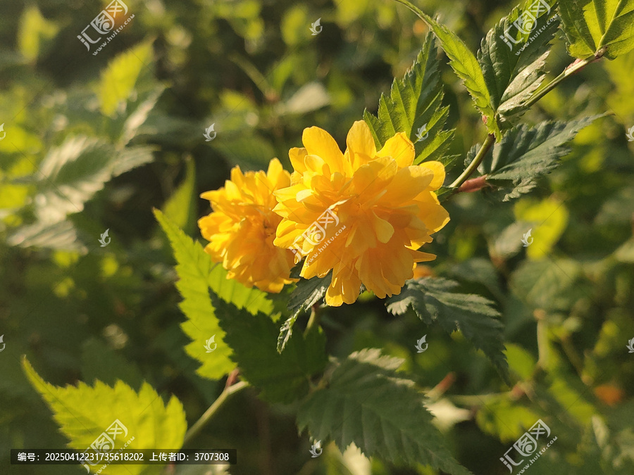 黄棣棠
