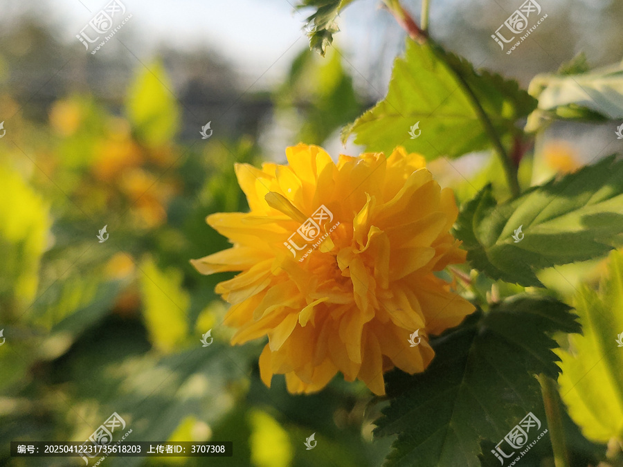 棣棠花开