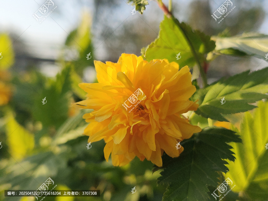 棣棠花