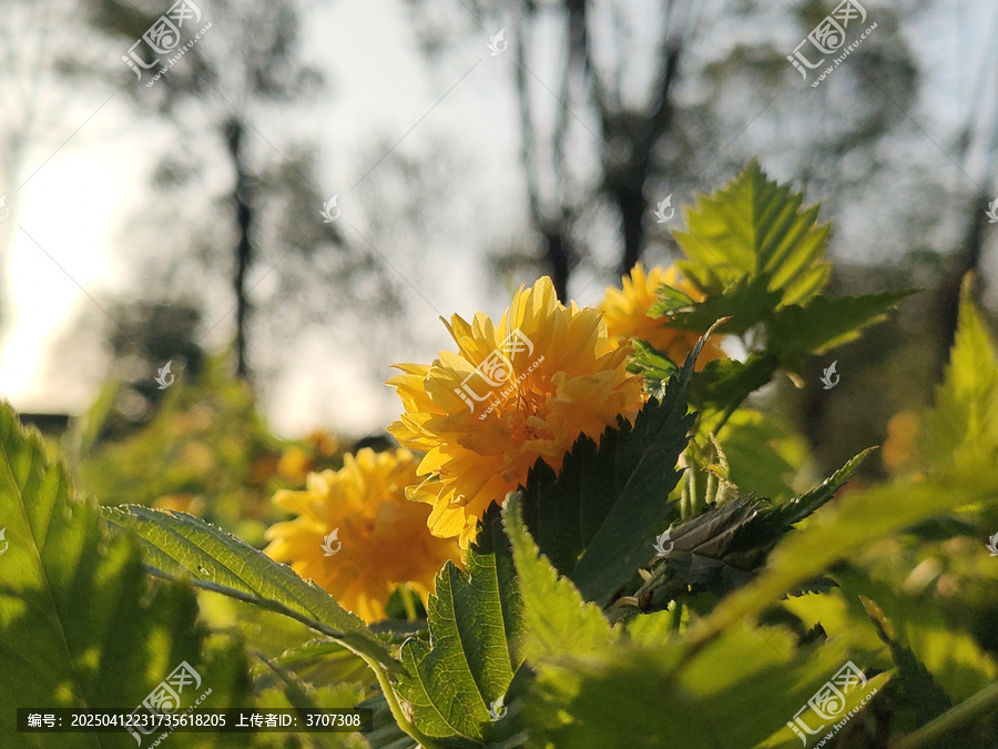 棣棠花