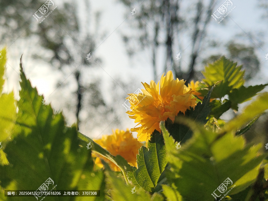 重瓣棣棠花