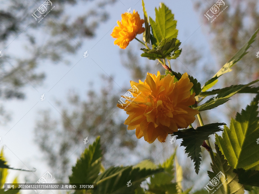 黄色棣棠花