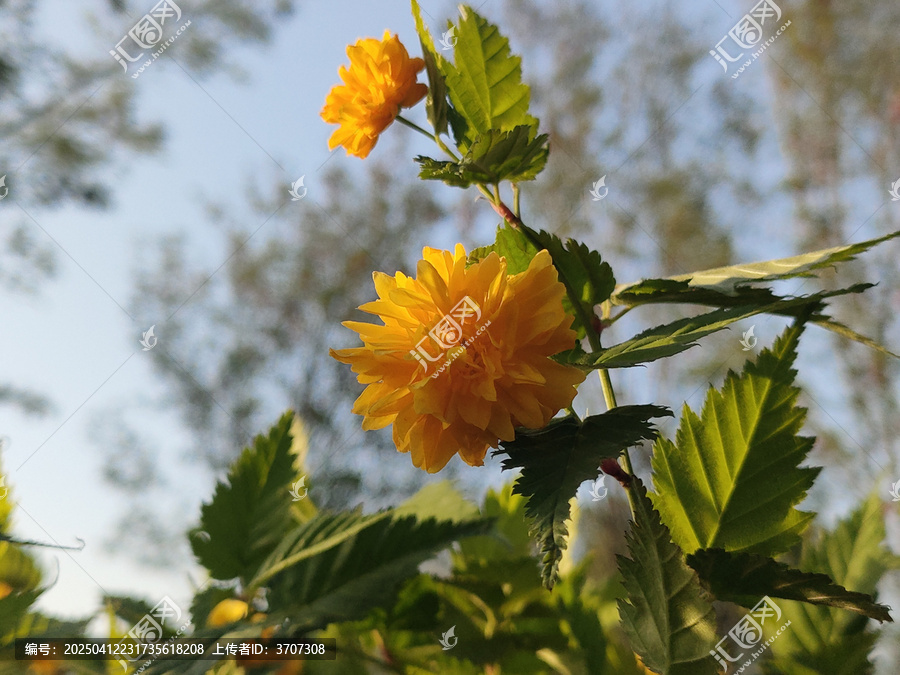 棣棠花