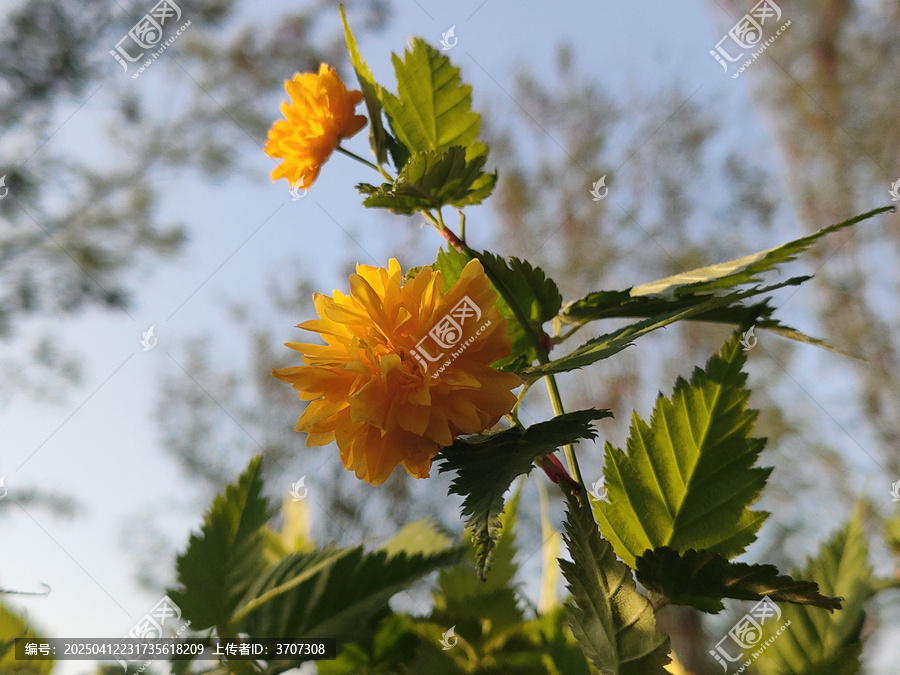 重瓣棣棠花