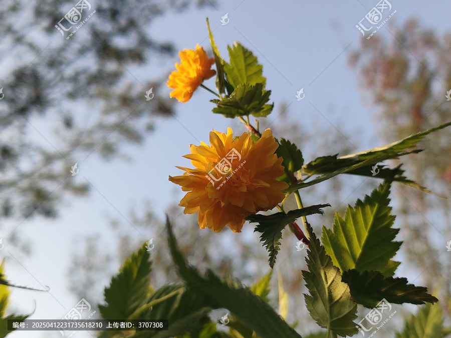 黄棣棠花