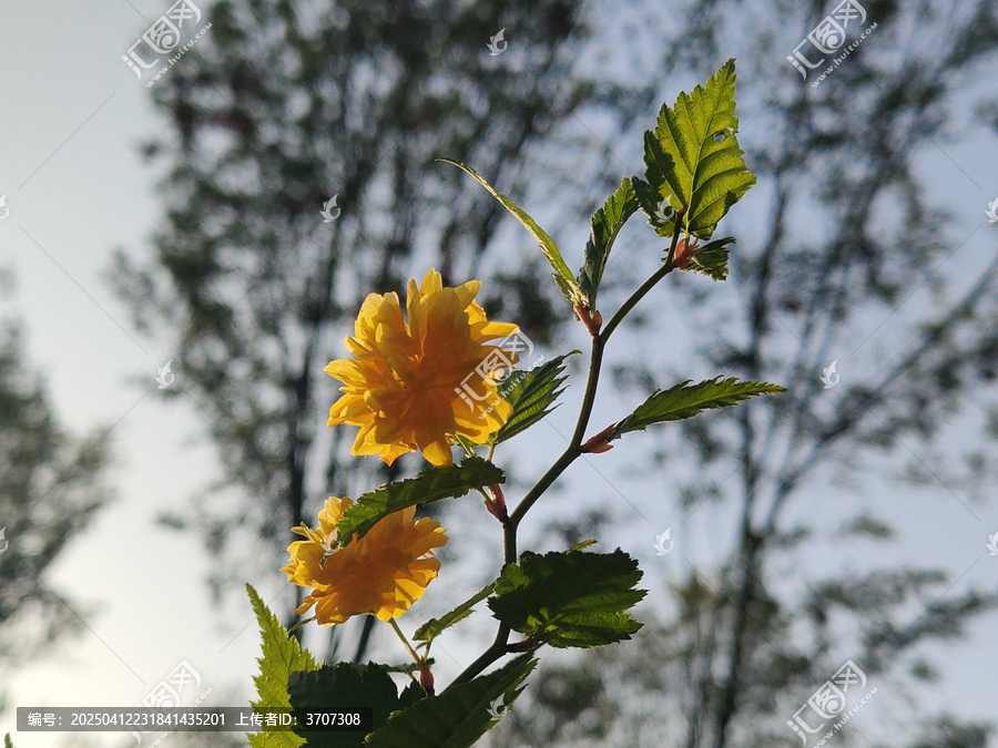 棣棠花