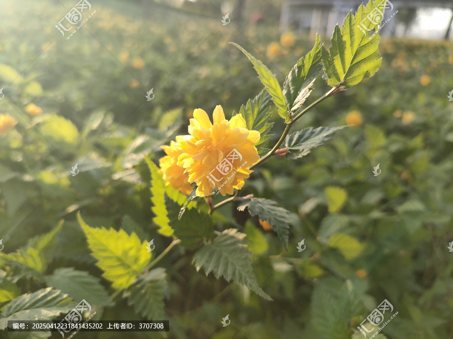 棣棠花