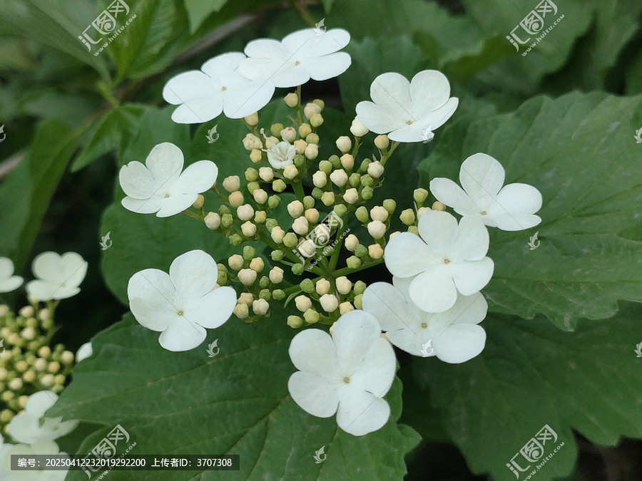 鸡树条
