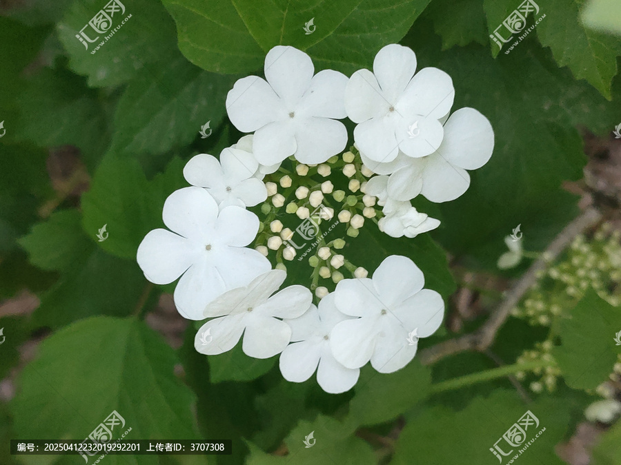 琼花