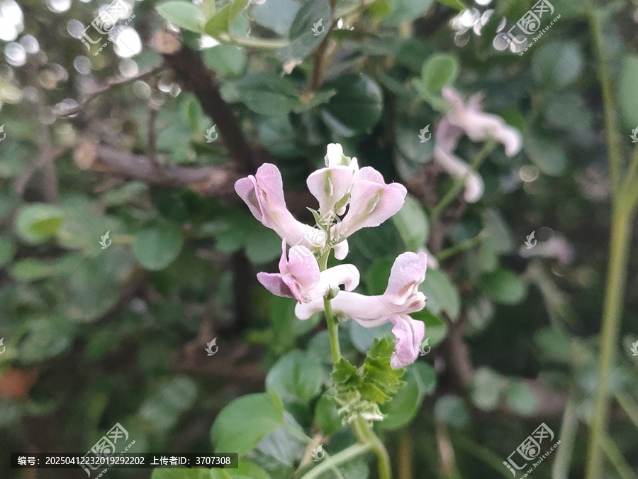 断肠草
