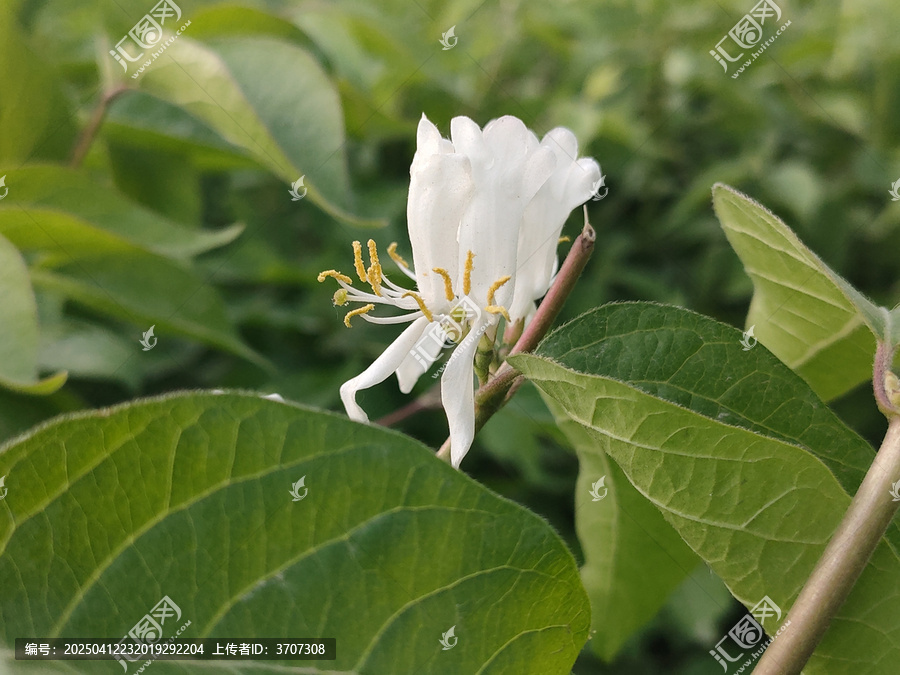 金银花