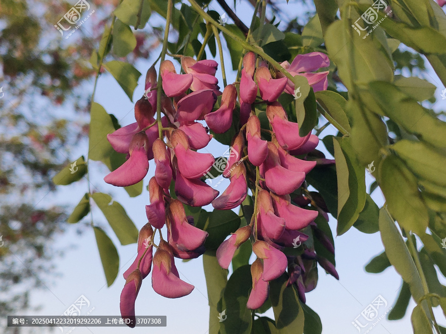 槐树花