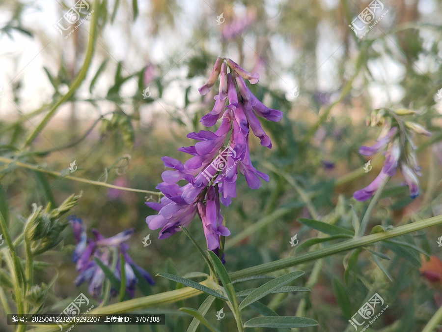 豌豆花