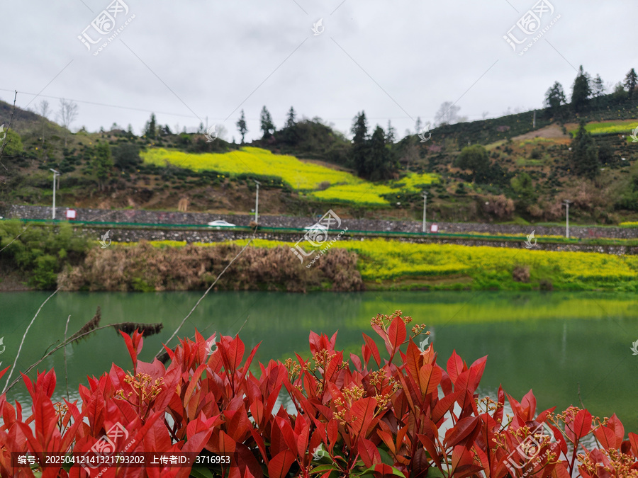 红叶绿水黄花