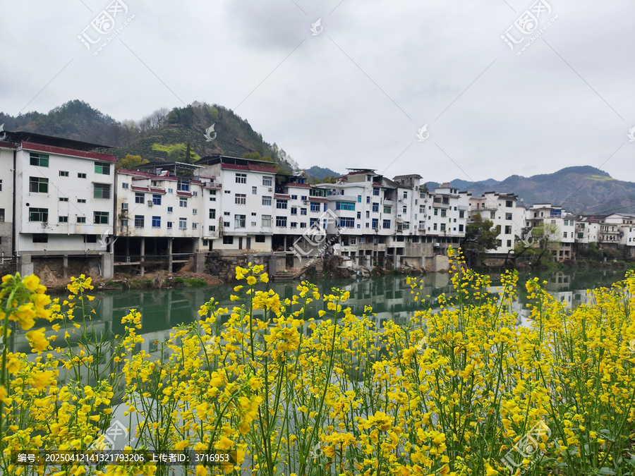 昌溪古村及小溪对面的油菜花