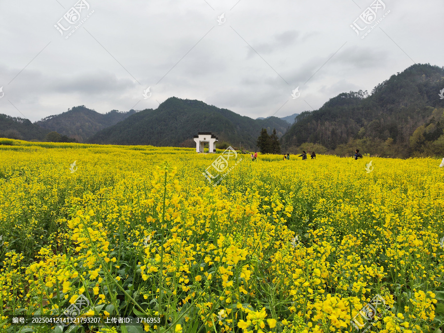 皖南油菜花海