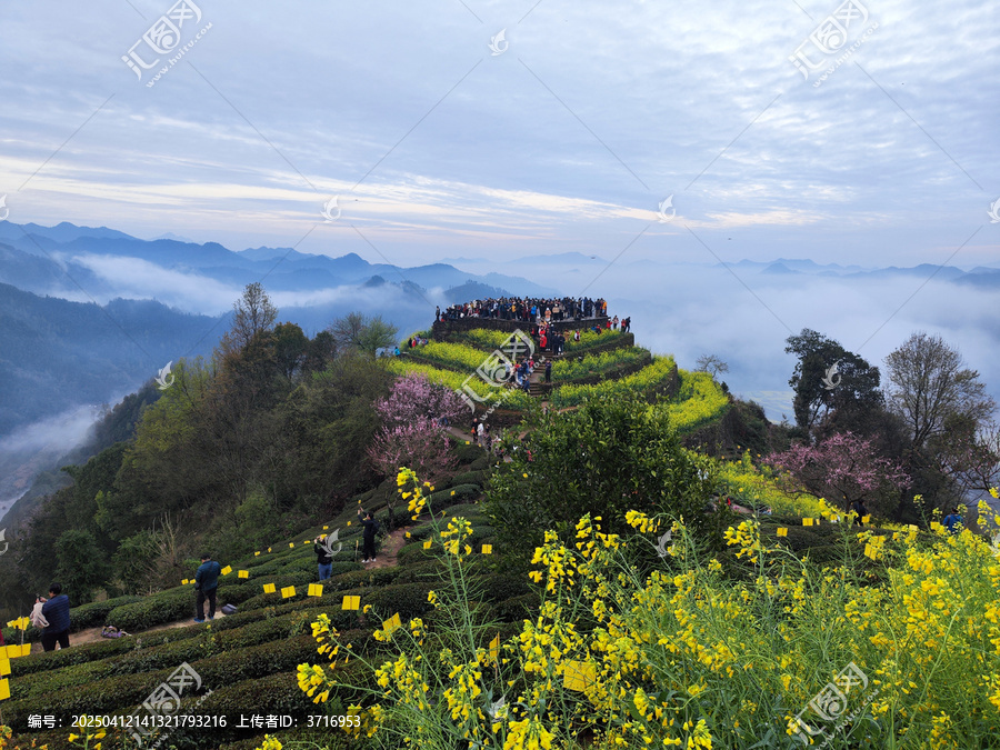 下汰观景台油菜花开