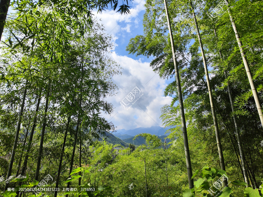安吉的竹林配上远山和蓝天