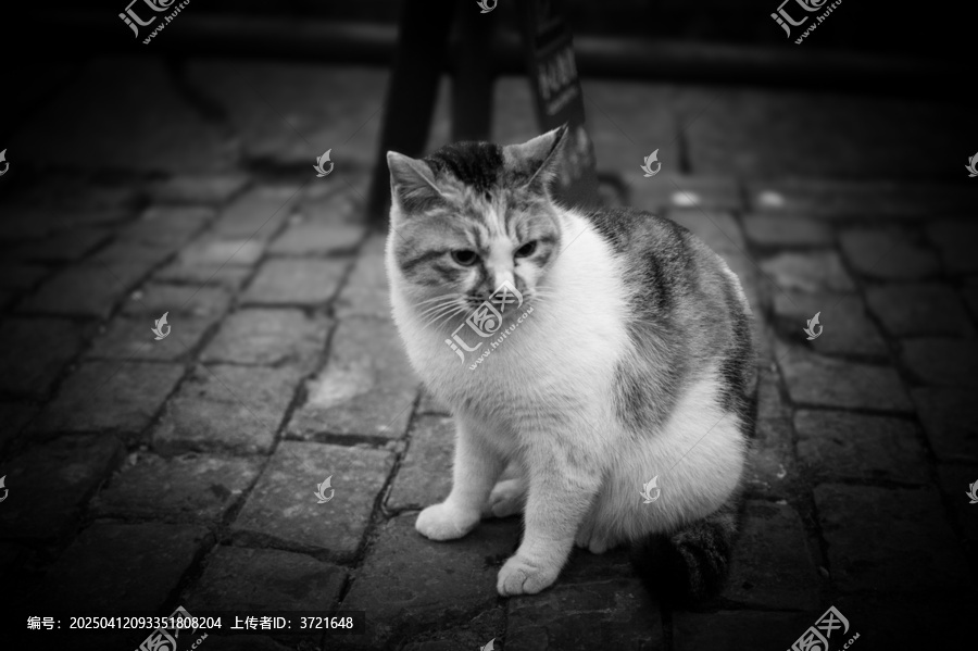 猫