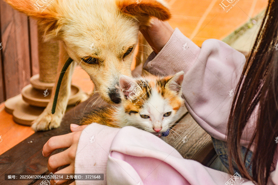 猫狗