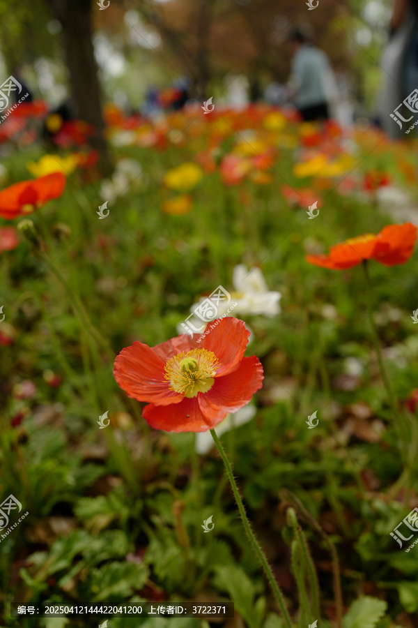 花花草草