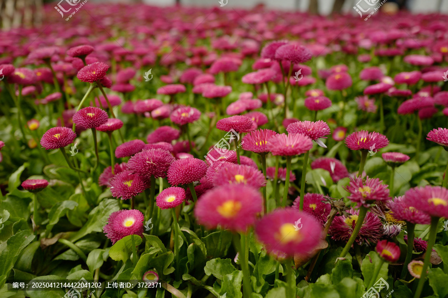 花花草草