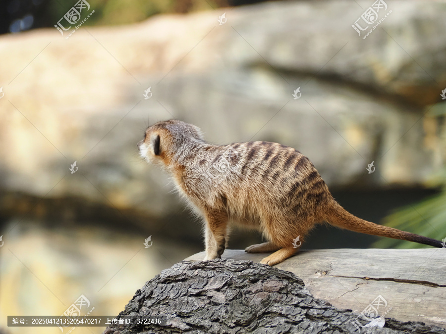 细尾獴