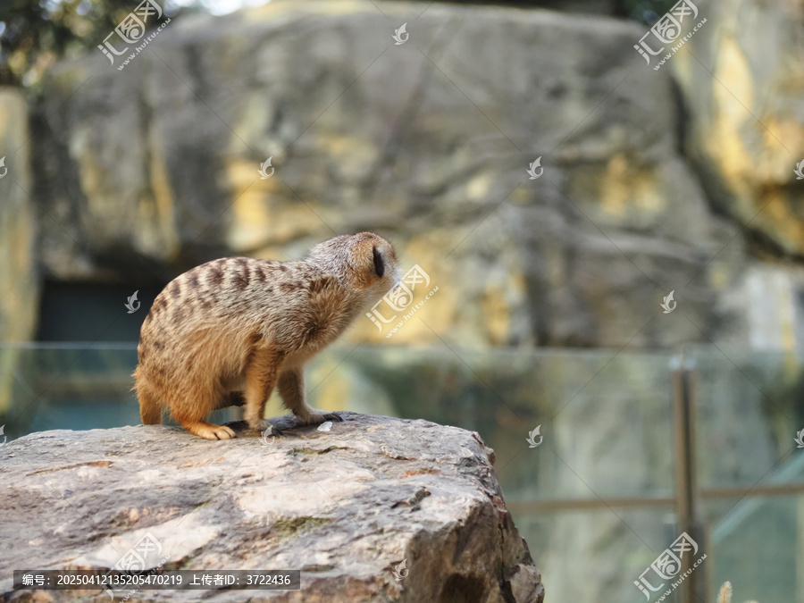 细尾獴