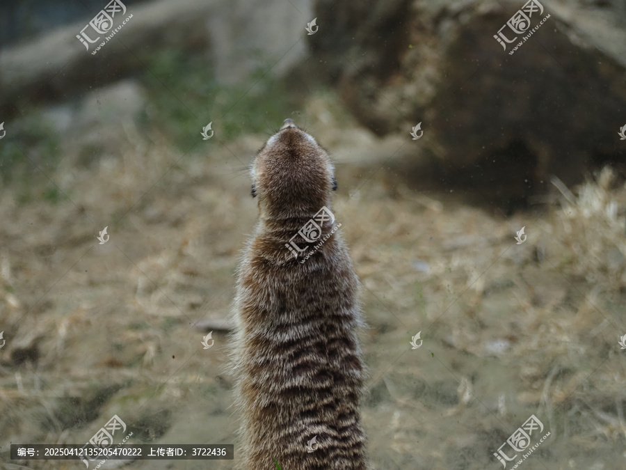 细尾獴