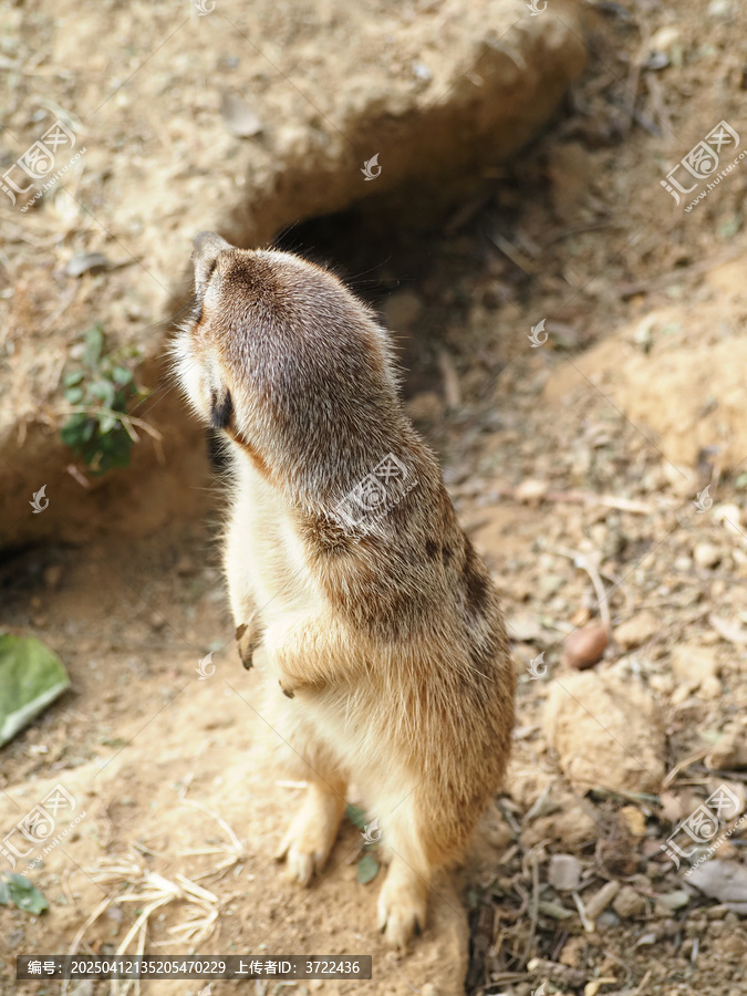 细尾獴