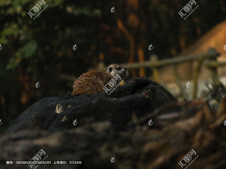 细尾獴