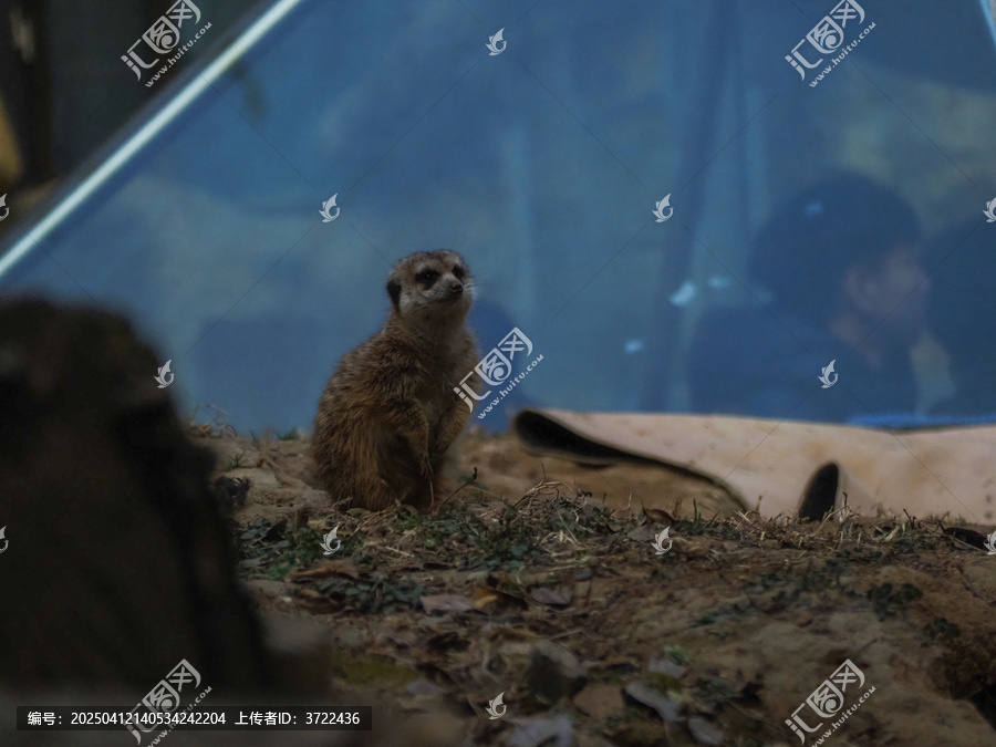 细尾獴