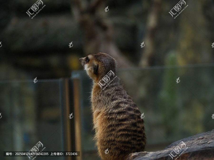 细尾獴