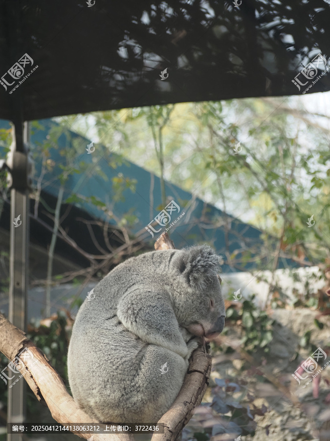 考拉