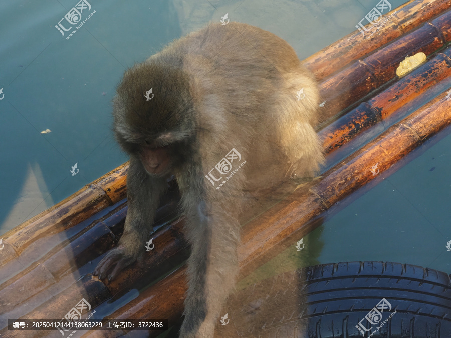 猴