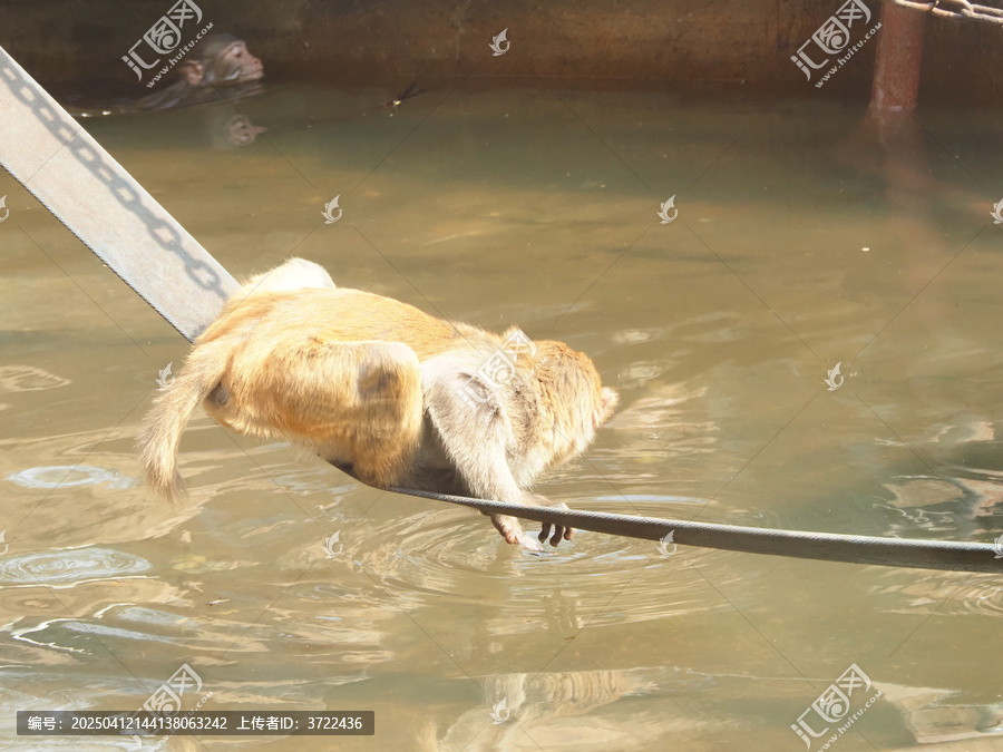 水猴子