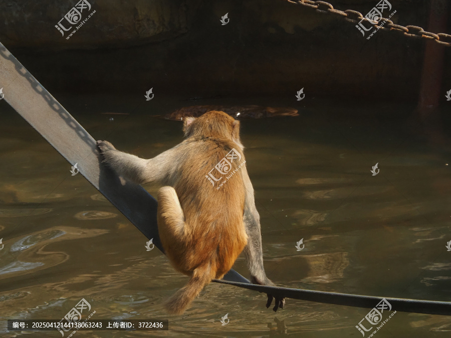 水猴子