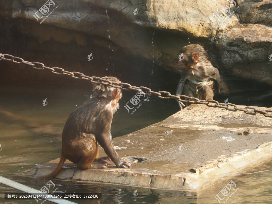 水猴子