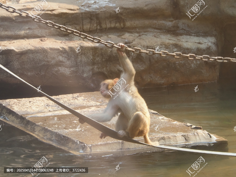水猴子